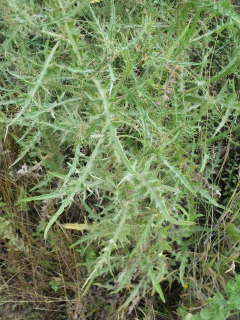 Cirsium creticum subsp. triumfetti / Cardo cretese